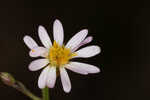 Perennial saltmarsh aster